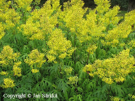 Sinacalia tangutica